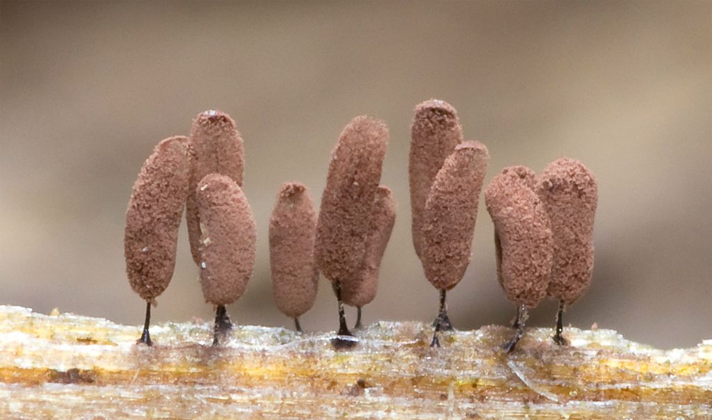 Cribraria argillacea